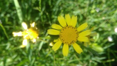 Acmella decumbens, photographed by Bahiano Ayala