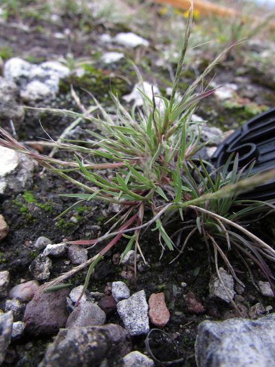 Muhlenbergia depauperata, photographed by Carlos Martorell