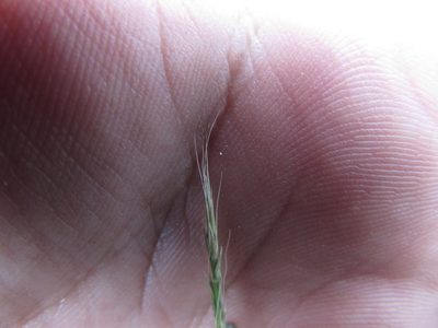 Muhlenbergia depauperata, photographed by Carlos Martorell
