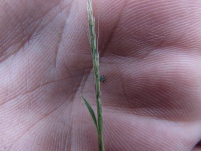 Muhlenbergia depauperata, photographed by Carlos Martorell