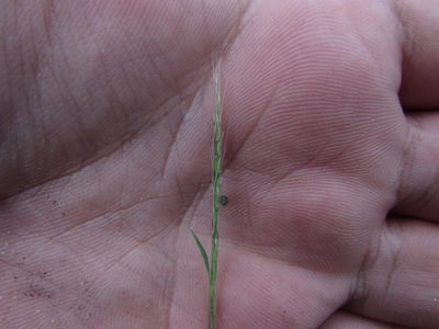 Muhlenbergia depauperata, photographed by Carlos Martorell