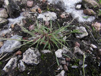Muhlenbergia depauperata, photographed by Carlos Martorell