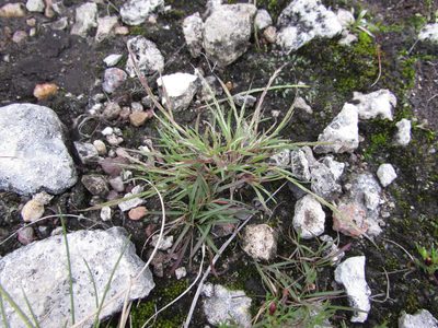 Muhlenbergia depauperata, photographed by Carlos Martorell