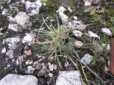 Muhlenbergia depauperata, photographed by Carlos Martorell