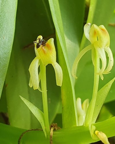 Liparis reflexa, photographed by ronavery