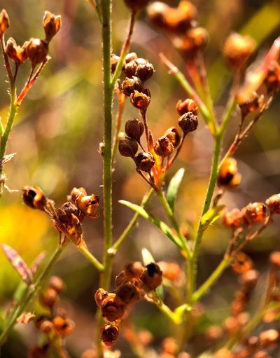 Lechea racemulosa, photographed by Nova Patch