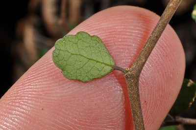 Melicytus micranthus, photographed by Pieter Pelser