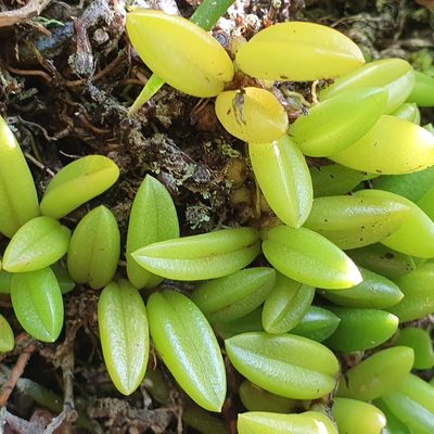 Bulbophyllum shepherdii, photographed by ronavery