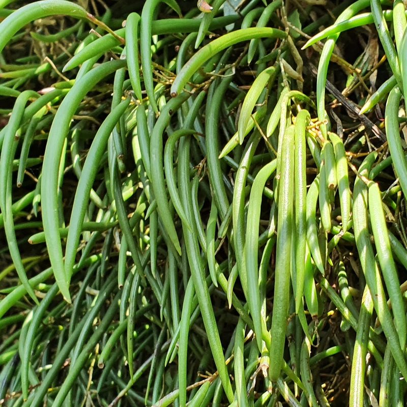 Dendrobium striolatum, photographed by ronavery