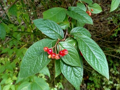 Cotoneaster bullatus, photographed by John Barkla