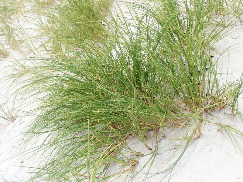 Poa chathamica, photographed by Peter de Lange