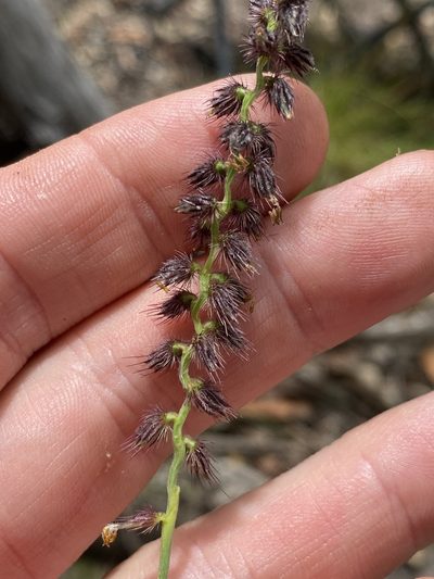 Cenchrus caliculatus, photographed by Greg Tasney