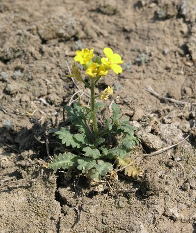 Chorispora sibirica, photographed by Oleg Kosterin