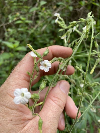 Nicotiana forsteri, photographed by Greg Tasney