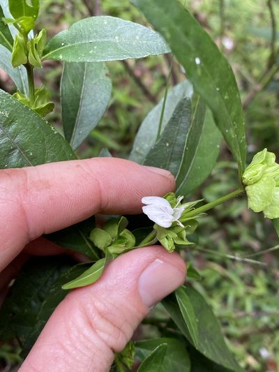 Justicia hygrophiloides, photographed by Greg Tasney