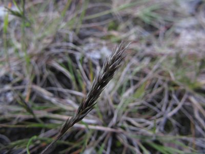Pappophorum pappiferum, photographed by Carlos Martorell