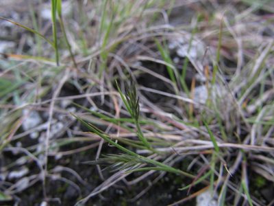 Pappophorum pappiferum, photographed by Carlos Martorell