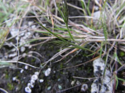 Pappophorum pappiferum, photographed by Carlos Martorell