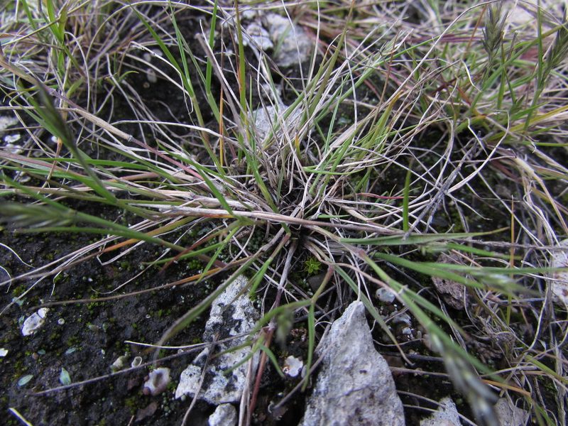 Pappophorum pappiferum, photographed by Carlos Martorell