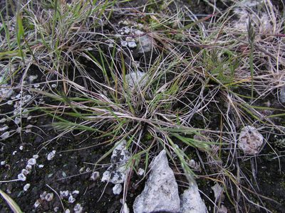 Pappophorum pappiferum, photographed by Carlos Martorell