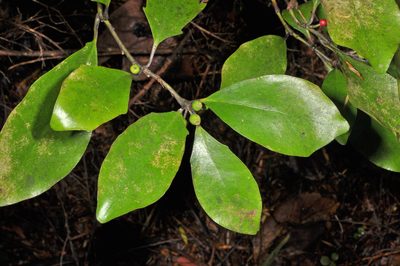 Alseuosmia quercifolia