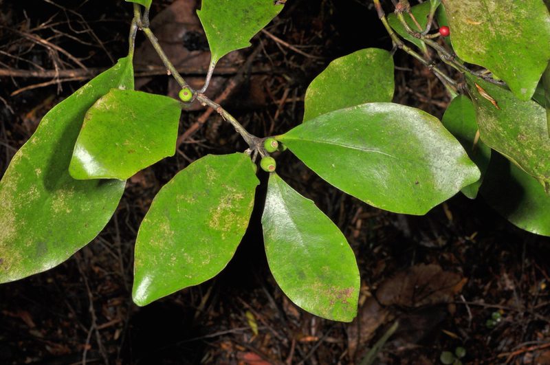 Alseuosmia quercifolia, photographed by Pieter Pelser