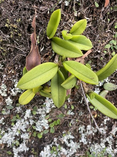 Bulbophyllum schillerianum, photographed by Greg Tasney