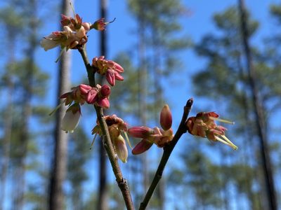 Vaccinium corymbosum, photographed by Dwight Kingsbury