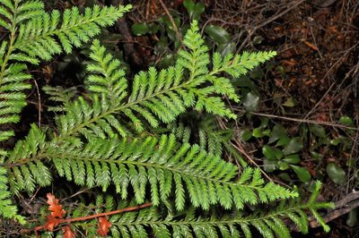 Libocedrus plumosa, photographed by Pieter Pelser