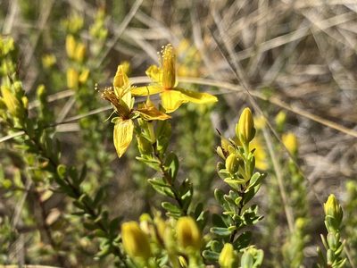 Hypericum microsepalum, photographed by Dwight Kingsbury