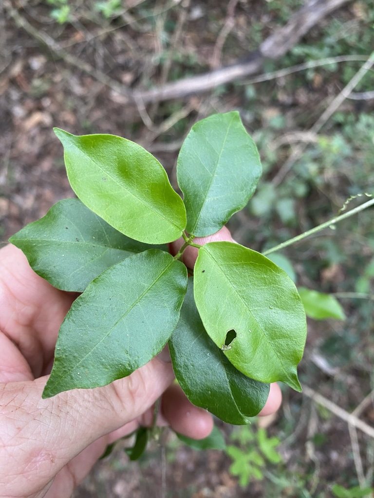 Leichhardtia micradenia, photographed by Greg Tasney