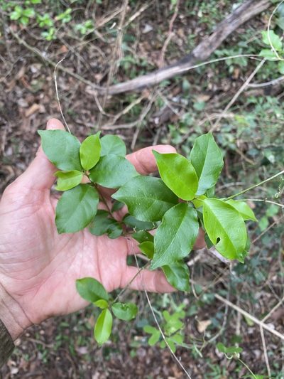 Leichhardtia micradenia, photographed by Greg Tasney