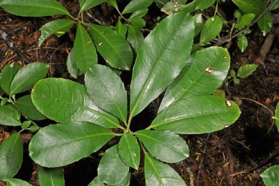 Melicytus macrophyllus, photographed by Pieter Pelser