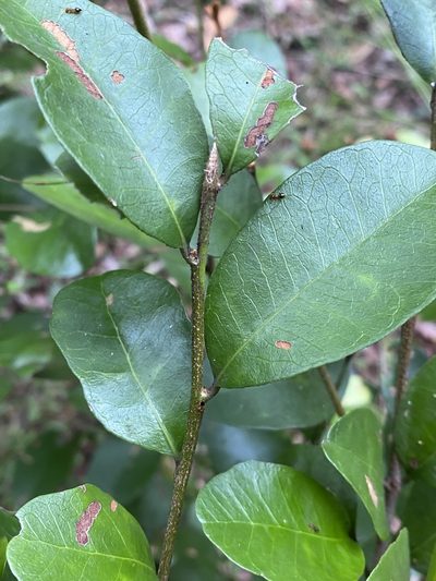 Planchonella myrsinifolia, photographed by Greg Tasney