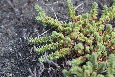 Pimelea carnosa, photographed by Christopher Stephens