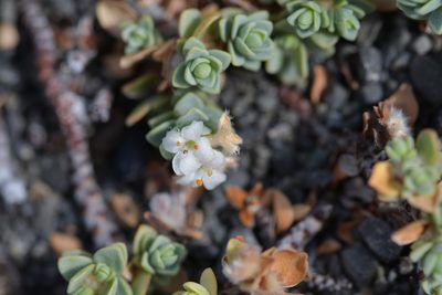 Pimelea carnosa, photographed by Christopher Stephens