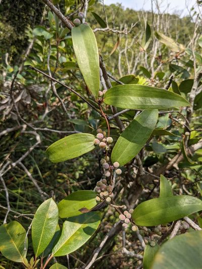 Smilax glabra, photographed by portioid
