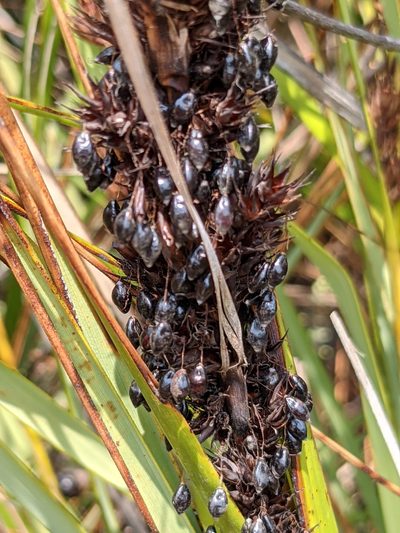 Gahnia tristis, photographed by portioid