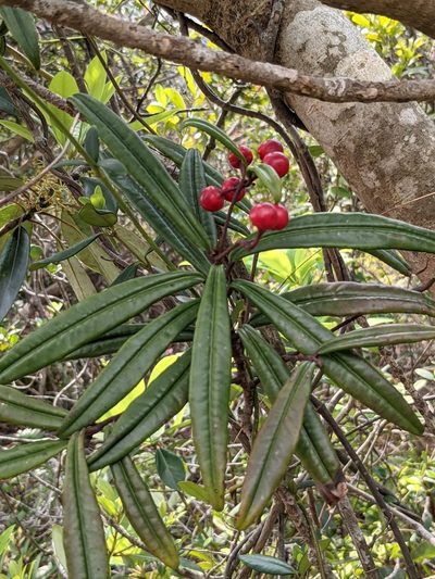 Ardisia lindleyana, photographed by portioid