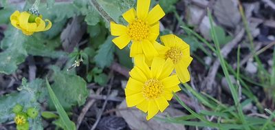 Senecio leucanthemifolius, photographed by Mehdi Chetibi