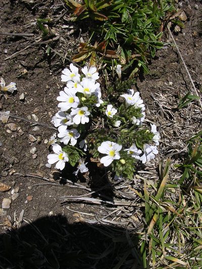 Euphrasia alpina, photographed by Felicia Seichter