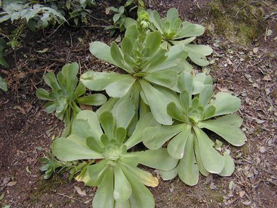 Aeonium cuneatum, photographed by Felicia Seichter