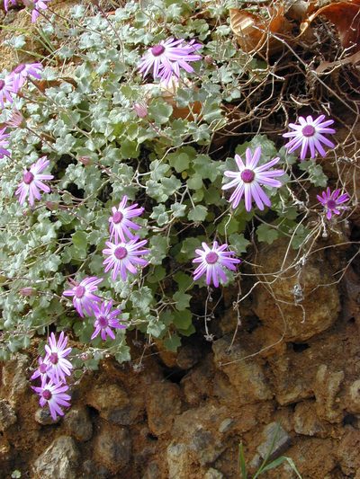 Pericallis lanata, photographed by Felicia Seichter
