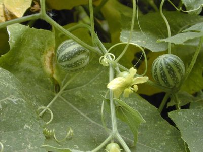Bryonia verrucosa, photographed by Felicia Seichter