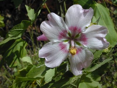 Malva acerifolia, photographed by Felicia Seichter