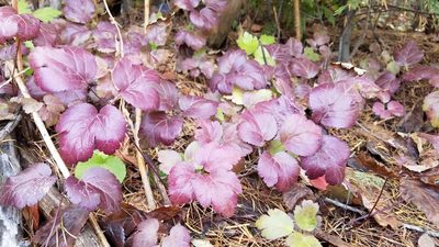 Coptis occidentalis, photographed by Charles Swift