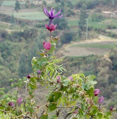 Passiflora umbilicata, photographed by Jean-Paul Boerekamps