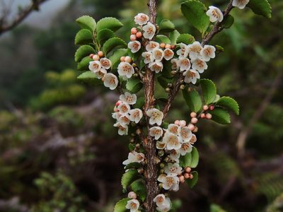 Eurya crenatifolia, photographed by Jacy Chen
