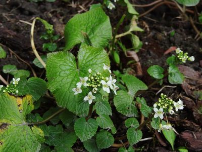 Eutrema japonicum, photographed by Jacy Chen
