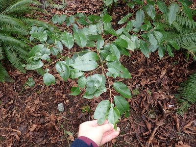 Prunus lusitanica, photographed by Ellyne Geurts